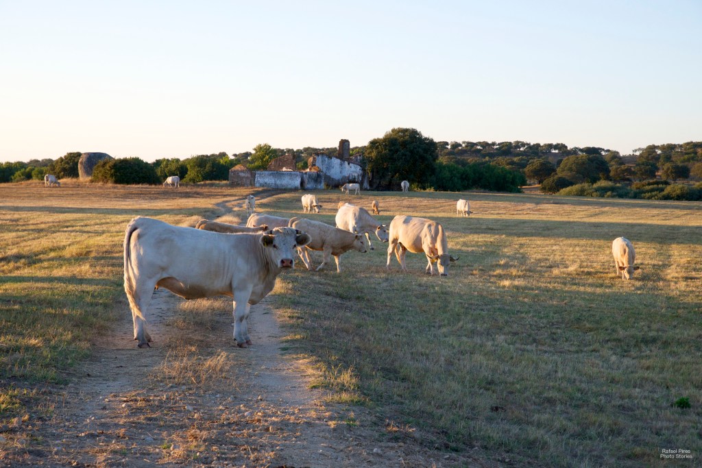 Cows at sunset